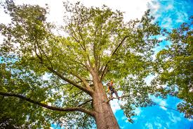 Best Tree Trimming and Pruning  in Moyock, NC