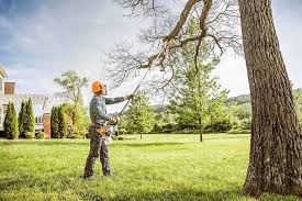 Best Tree Removal  in Moyock, NC