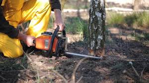 Best Tree and Shrub Care  in Moyock, NC