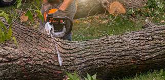 Best Hedge Trimming  in Moyock, NC