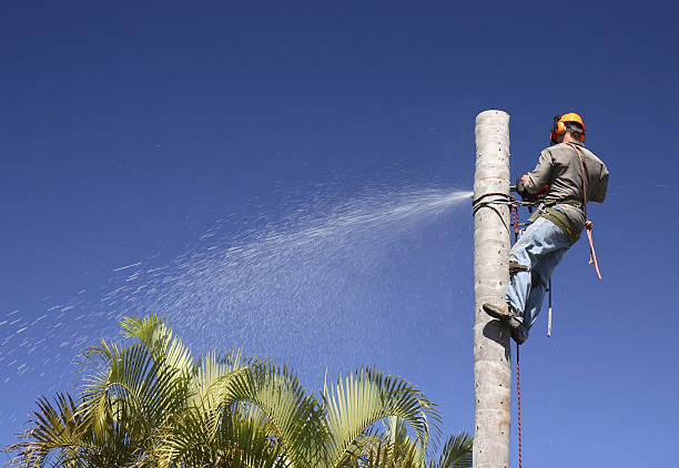  Moyock, NC Tree Removal Services Pros