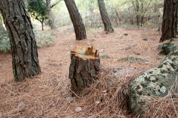 Moyock, NC Tree Removal Services Company