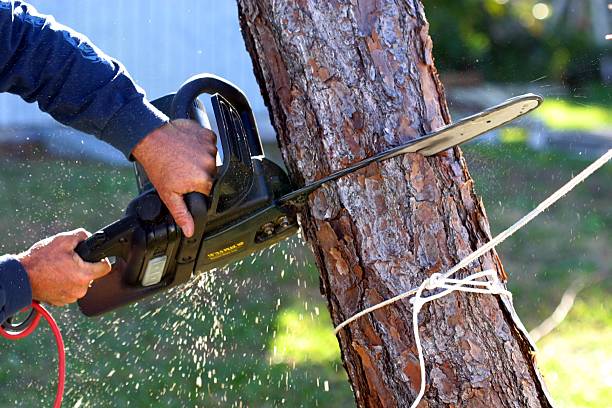 Best Fruit Tree Pruning  in Moyock, NC