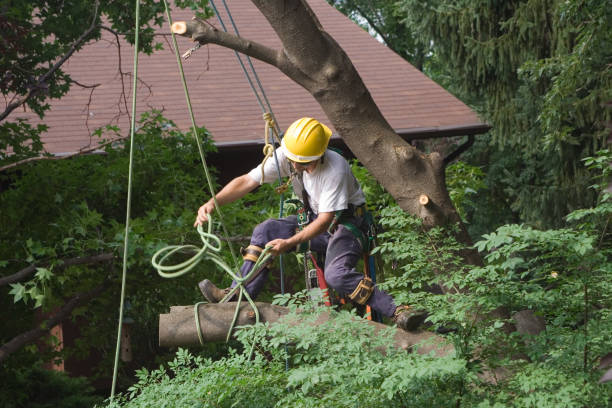 Best Utility Line Clearance  in Moyock, NC