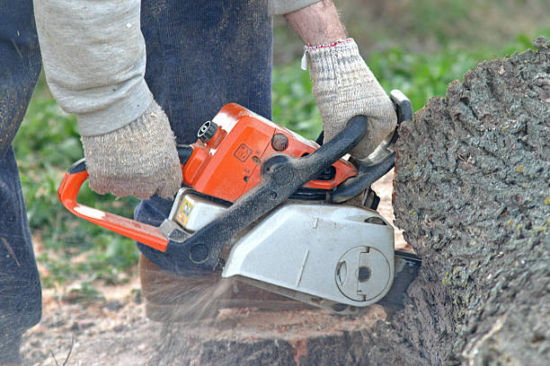 Best Arborist Consultation Services  in Moyock, NC